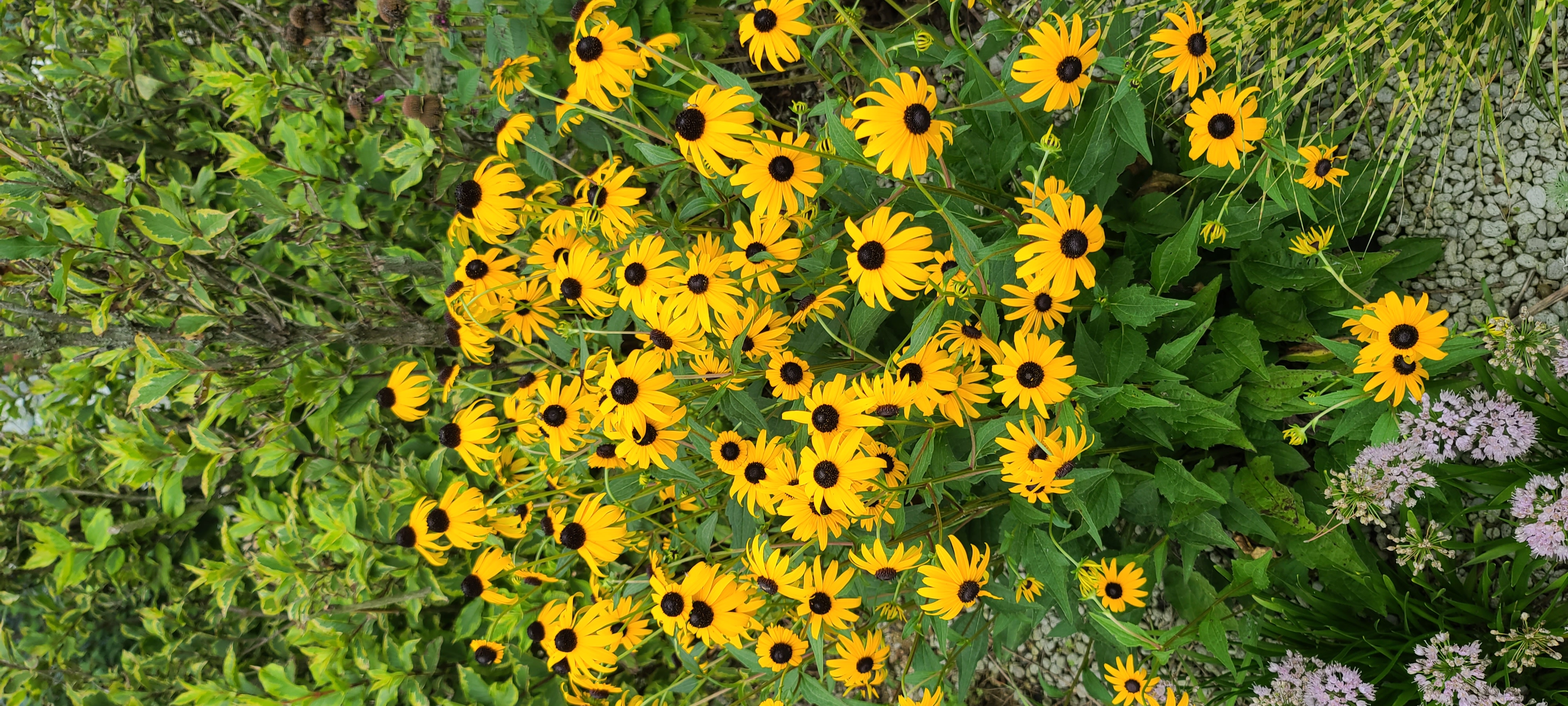Rudbeckia fulgida var. sullivantii 'Goldsturm'